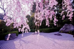 日本庭园：深藏的建筑哲学与美学