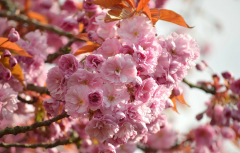 大智外语：开启日语学习之旅